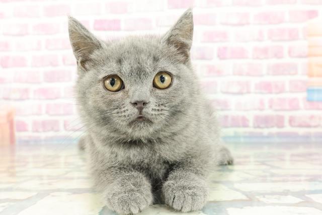 茨城県のブリティッシュショートヘアー (Coo&RIKU筑西店/2023年11月11日生まれ/女の子/ブルー)の子猫