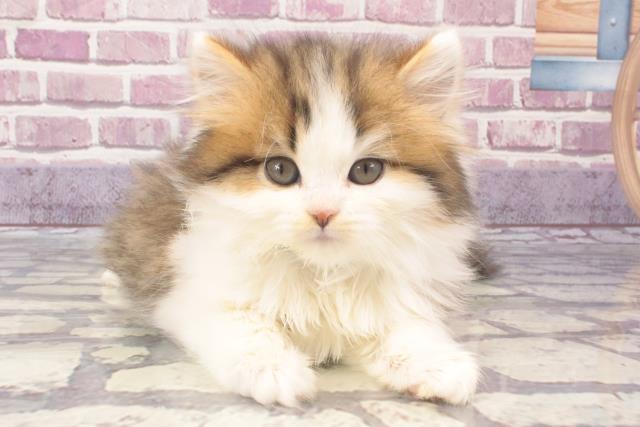 千葉県のマンチカン (Coo&RIKU流山店/2023年12月8日生まれ/女の子/ブラウンタビーホワイト)の子猫