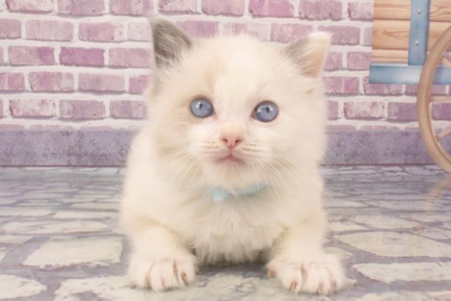 広島県のラグドール (Coo&RIKU広島中央店/2023年12月8日生まれ/男の子/ブルーポイントバイカラー)の子猫