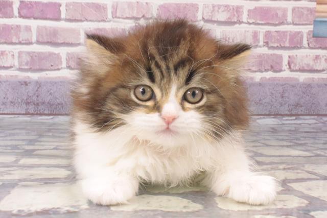 滋賀県のマンチカン (Coo&RIKU東近江店/2023年12月9日生まれ/女の子/ブラウンマッカレルタビーホワイト)の子猫
