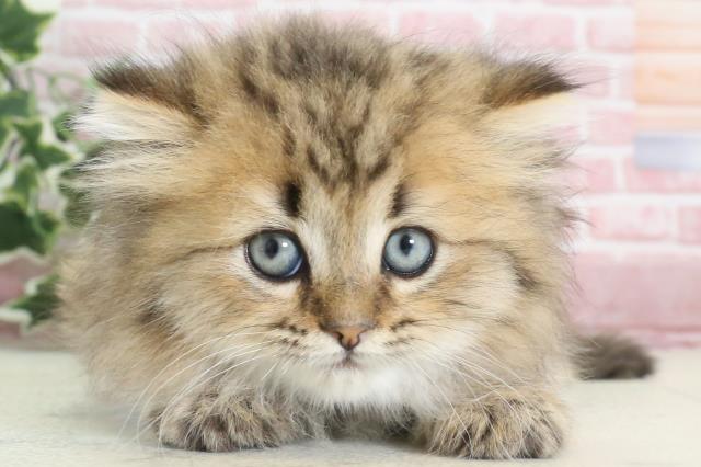 岡山県のミヌエット (Coo&RIKU岡山店/2023年12月10日生まれ/男の子/ブラウンタビー)の子猫