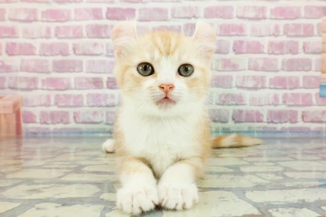 山口県のアメリカンカール (Coo&RIKUシーモール下関店/2023年12月8日生まれ/女の子/レッドタビーホワイト)の子猫