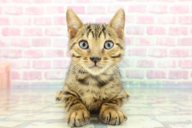 山形県のベンガル (Coo&RIKU山形店/2023年12月4日生まれ/男の子/ブラウンスポットタビー)の子猫