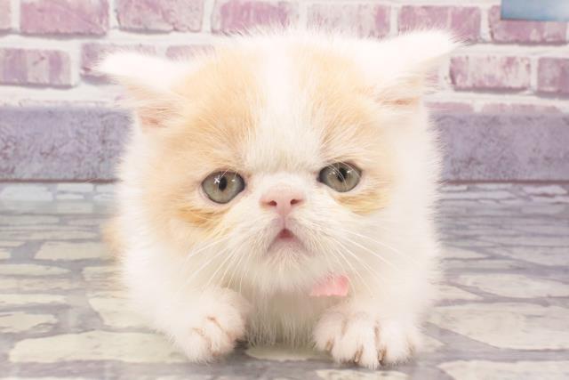 兵庫県のエキゾチックショートヘアー (Coo&RIKU伊丹店/2023年12月7日生まれ/男の子/クリームホワイト)の子猫