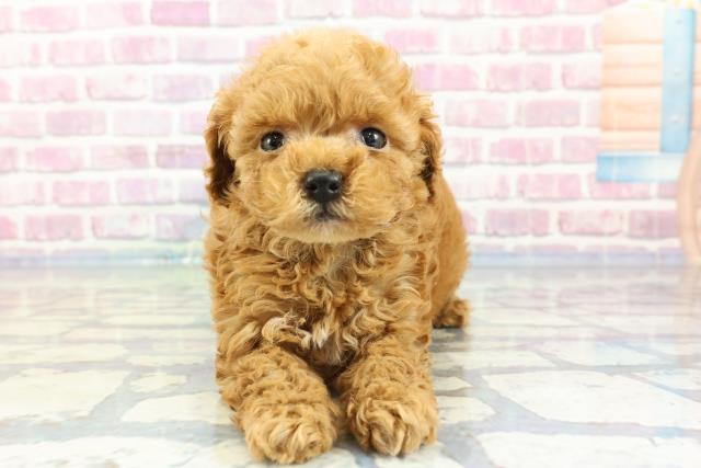 千葉県のトイプードル(トイ) (Coo&RIKU若葉都賀店/2023年12月10日生まれ/男の子/アプリコット)の子犬