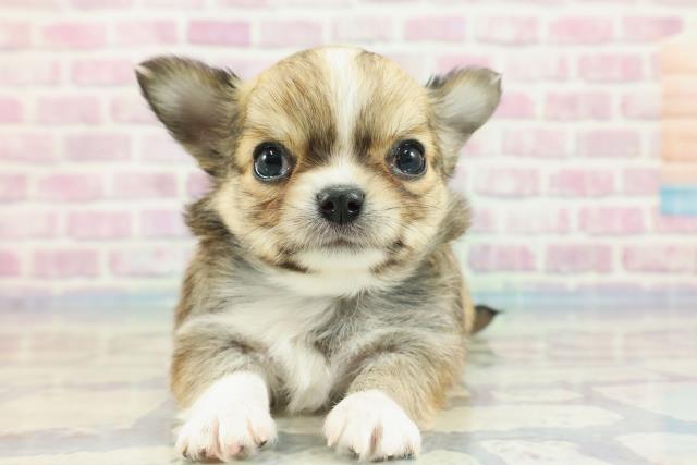 千葉県のチワワ(ロング) (Coo&RIKU若葉都賀店/2023年12月11日生まれ/男の子/レッドホワイト)の子犬