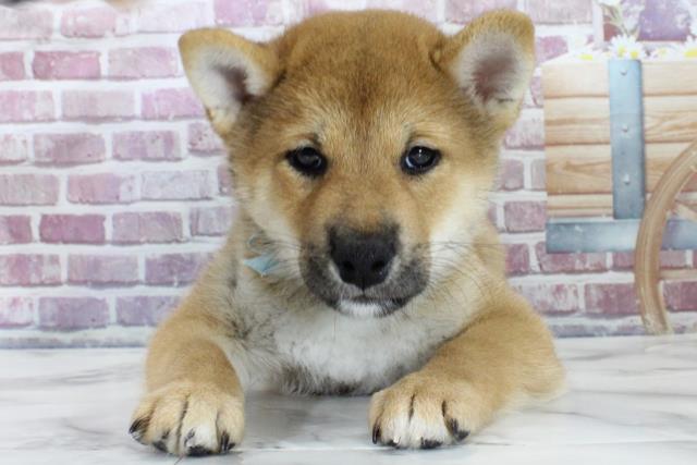 栃木県の柴犬(標準サイズ) (Coo&RIKU足利店/2023年12月5日生まれ/男の子/赤)の子犬