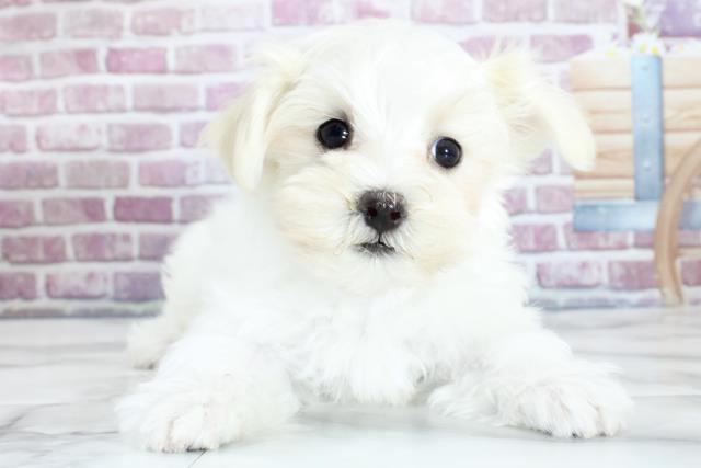 宮城県のマルチーズ (Coo&RIKU石巻店/2023年12月6日生まれ/女の子/ホワイト)の子犬
