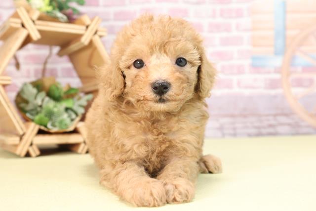 愛知県のトイプードル(トイ) (Coo&RIKU東海店/2023年12月11日生まれ/男の子/アプリコット)の子犬