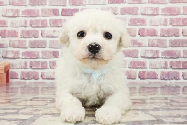 東京都のビションフリーゼ (Coo&RIKU足立本店/2023年12月2日生まれ/男の子/ホワイト)の子犬