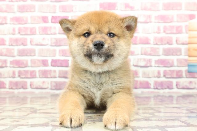 新潟県の柴犬(標準サイズ) (Coo&RIKUイオンモール新発田店/2023年12月11日生まれ/男の子/赤)の子犬