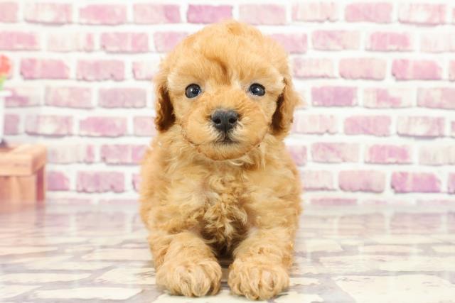 千葉県のトイプードル(トイ) (Coo&RIKU東金店/2023年12月12日生まれ/男の子/アプリコット)の子犬