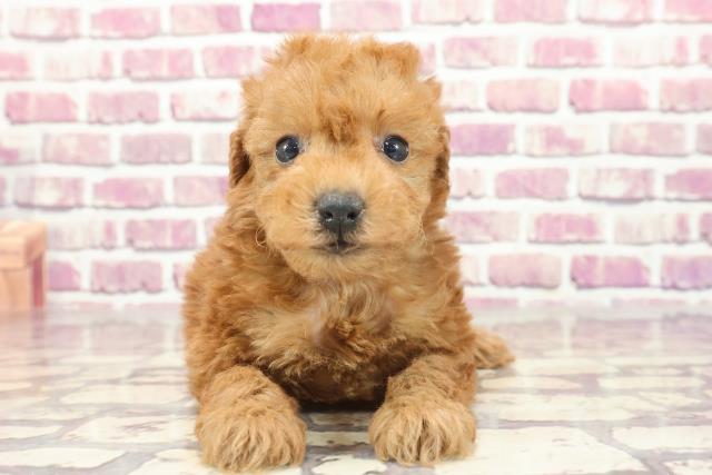 長野県のトイプードル(トイ) (Coo&RIKU松本店/2023年12月11日生まれ/男の子/レッド)の子犬