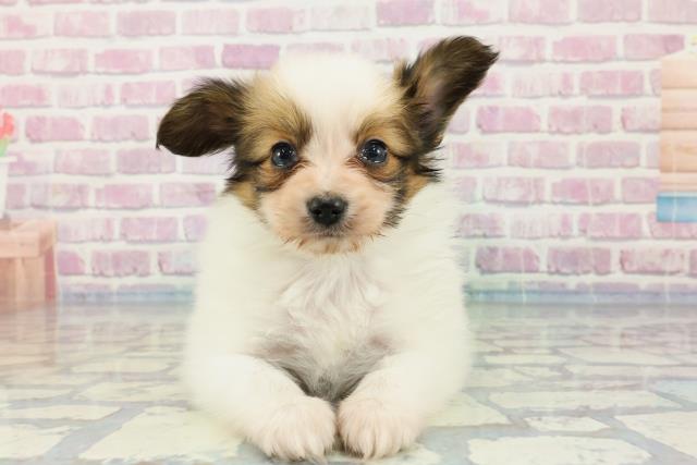 千葉県のパピヨン (Coo&RIKUコメリパワー旭店/2023年12月12日生まれ/男の子/ホワイトブラウン)の子犬