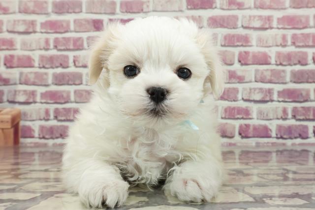東京都のマルチーズ (Coo&RIKU武蔵小山店/2023年12月11日生まれ/男の子/ホワイト(白))の子犬