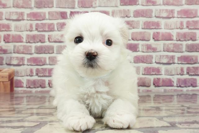 千葉県のマルチーズ (Coo&RIKU南柏店/2023年12月11日生まれ/男の子/ホワイト)の子犬