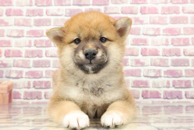 長野県の柴犬(標準サイズ) (Coo&RIKU松本店/2023年12月12日生まれ/男の子/赤)の子犬