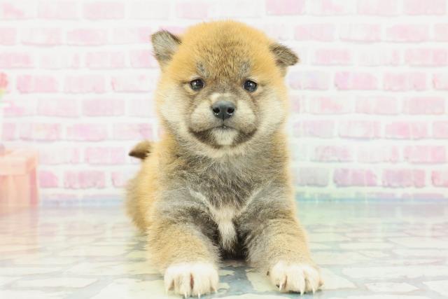 千葉県の柴犬(標準サイズ) (Coo&RIKU南柏店/2023年12月10日生まれ/男の子/赤)の子犬
