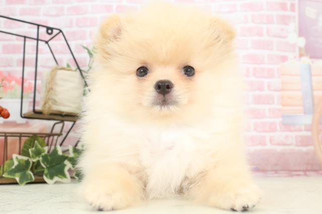 熊本県のポメラニアン (Coo&RIKU熊本店/2023年12月10日生まれ/男の子/クリーム)の子犬