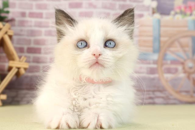 東京都のラグドール (Coo&RIKU武蔵小山店/2023年12月13日生まれ/女の子/シールポイントバイカラー)の子猫