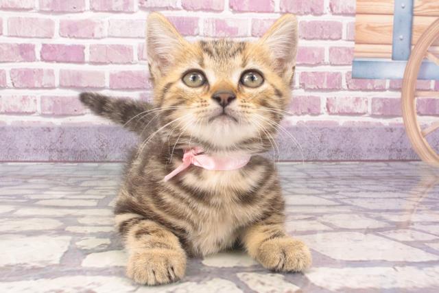 兵庫県のアメリカンショートヘアー (Coo&RIKU尼崎店/2023年12月11日生まれ/女の子/ブラウンタビー)の子猫