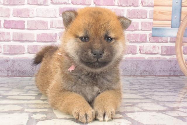 奈良県の柴犬(標準サイズ) (Coo&RIKU天理店/2023年12月13日生まれ/女の子/赤)の子犬