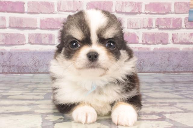 沖縄県のチワワ(ロング) (Coo&RIKUイオン北谷店/2023年12月12日生まれ/男の子/ブラックタンホワイト)の子犬