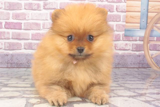 奈良県のポメラニアン (Coo&RIKU天理店/2023年12月13日生まれ/女の子/オレンジ)の子犬