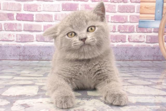 茨城県のブリティッシュショートヘアー (Coo&RIKU水戸店/2023年12月13日生まれ/男の子/ブルー)の子猫