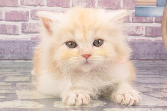 東京都のマンチカン (Coo&RIKU武蔵小山店/2023年12月12日生まれ/女の子/レッドタビーホワイト)の子猫