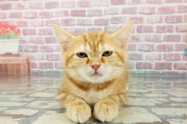 北海道のアメリカンショートヘアー (Coo&RIKU札幌東店/2023年12月12日生まれ/女の子/レッドタビー)の子猫