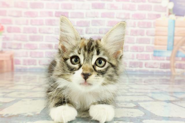 北海道のメインクーン (Coo&RIKU函館店/2023年12月15日生まれ/女の子/ブラウンパッチドタビーホワイト)の子猫