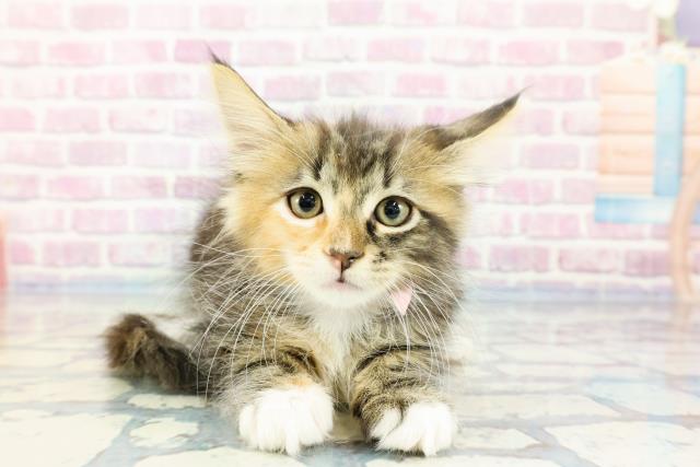 北海道のメインクーン (Coo&RIKU旭川店/2023年12月15日生まれ/女の子/ブラウンパッチドタビーホワイト)の子猫