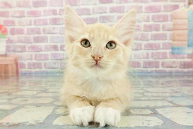 沖縄県のターキッシュアンゴラ (Coo&RIKU沖縄浦添店/2023年12月10日生まれ/女の子/クリームタビーホワイト)の子猫