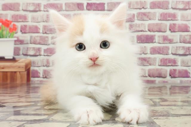 神奈川県のノルウェージャンフォレストキャット (Coo&RIKU藤沢店/2023年12月15日生まれ/男の子/クリームホワイト)の子猫