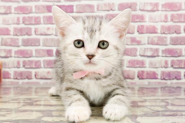 北海道のスコティッシュフォールド (Coo&RIKU帯広店/2023年12月10日生まれ/女の子/シルバーパッチドタビー)の子猫