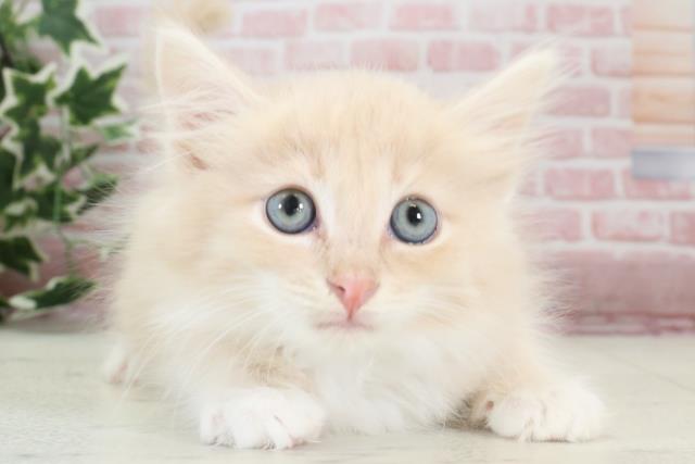 福岡県のノルウェージャンフォレストキャット (Coo&RIKU福岡東店/2023年12月13日生まれ/男の子/クリームタビーホワイト)の子猫
