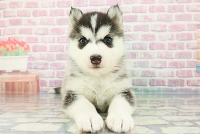 千葉県のシベリアンハスキー (Coo&RIKU東金店/2023年12月15日生まれ/女の子/ブラックホワイト)の子犬
