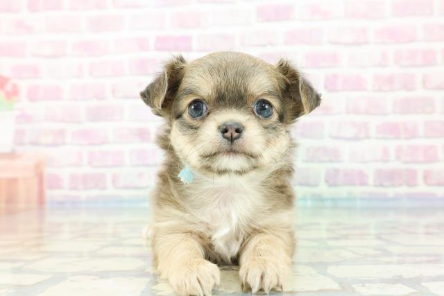 栃木県のチワワ(ロング) (Coo&RIKU足利店/2023年12月16日生まれ/男の子/ブルーフォーンホワイト)の子犬