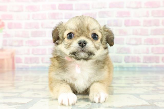 福島県のチワワ(ロング) (Coo&RIKU郡山店/2023年12月16日生まれ/女の子/フォーンホワイト)の子犬