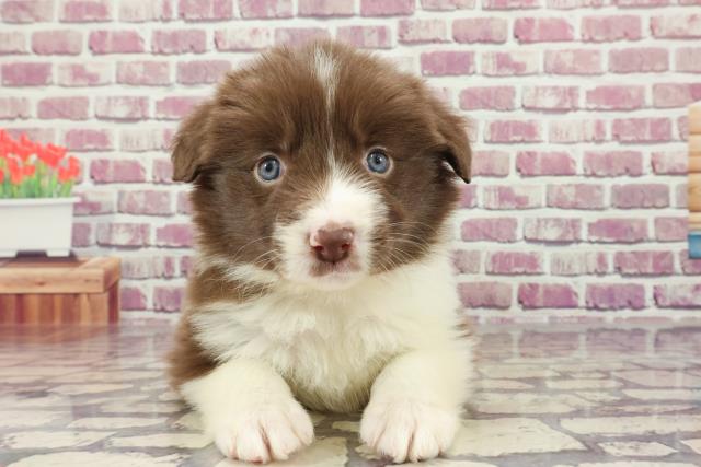 東京都のボーダーコリー (Coo&RIKU足立本店/2023年12月15日生まれ/女の子/チョコレートホワイト)の子犬