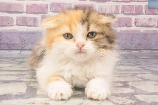 広島県のスコティッシュフォールド (Coo&RIKUゆめタウン大竹店/2023年12月9日生まれ/女の子/ブラウンパッチドタビーホワイト)の子猫