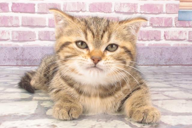 兵庫県のアメリカンショートヘアー (Coo&RIKU神戸三宮店/2023年12月12日生まれ/女の子/ブラウンタビー)の子猫
