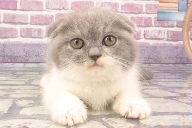 千葉県のスコティッシュフォールド (Coo&RIKU若葉都賀店/2023年12月12日生まれ/男の子/ブルーホワイト)の子猫