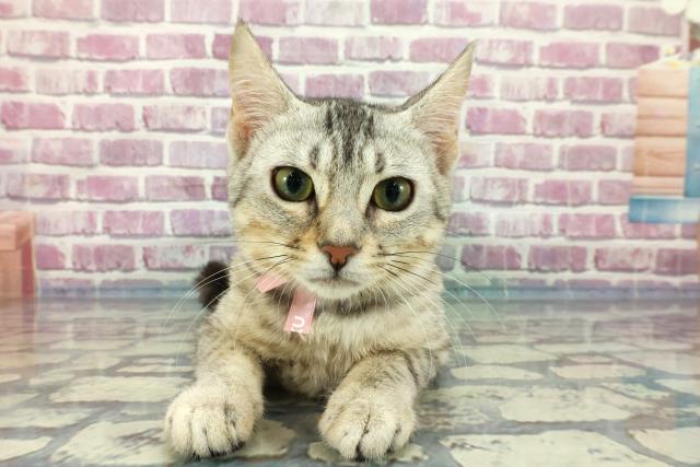 東京都のエジプシャンマウ (Coo&RIKU中野サンモール店/2023年10月10日生まれ/女の子/シルバー)の子猫