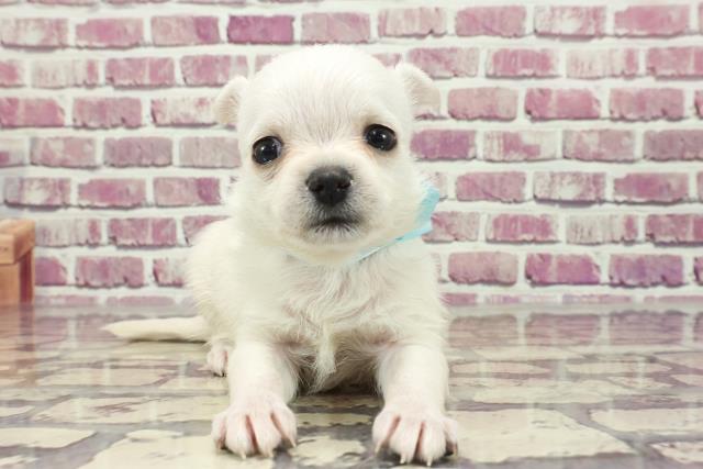 香川県のハーフ犬 (Coo&RIKU高松上福岡店/2023年12月16日生まれ/男の子/ホワイト)の子犬