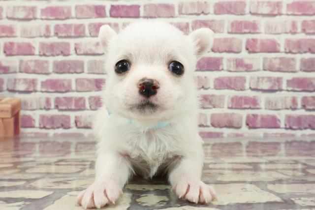 長野県のハーフ犬 (Coo&RIKU松本店/2023年12月16日生まれ/男の子/ホワイト)の子犬