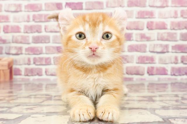 群馬県のアメリカンカール (Coo&RIKU藤岡店/2023年12月17日生まれ/男の子/レッドタビー)の子猫