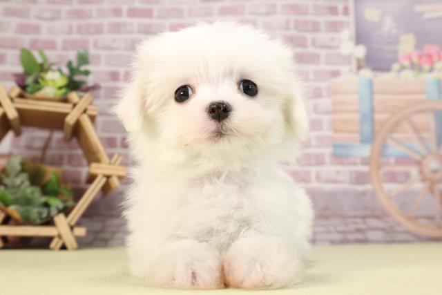 滋賀県のマルチーズ (Coo&RIKU東近江店/2023年12月16日生まれ/女の子/ホワイト)の子犬