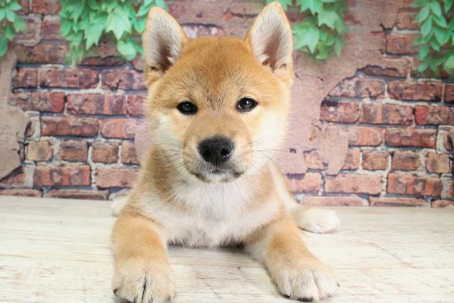 北海道の柴犬(標準サイズ) (Coo&RIKU岩見沢店/2023年12月12日生まれ/女の子/赤)の子犬
